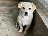 ZORRA leidet sehr im Tierheim! - Korschenbroich