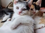 Mix Kitten suchen ein liebevolles Zuhause - Oberschneiding