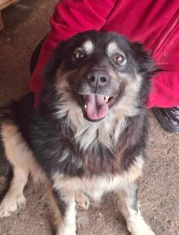 Laika, lebenslustig und menschenbezogen - Bonndorf (Schwarzwald)