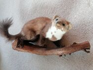 Tierpräparat Marder? ausgestopft - Bassum