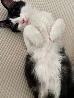 Kitten Moli dt. Langhaar Katze sucht ihr zu Hause ! - Maintal Zentrum