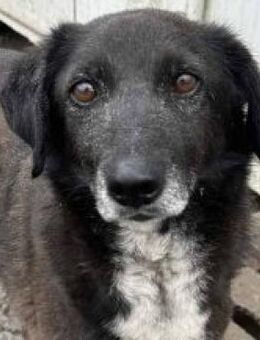Joy, wartet schon 6 Jahre im Shelter 🐾 - Elsdorf (Nordrhein-Westfalen)