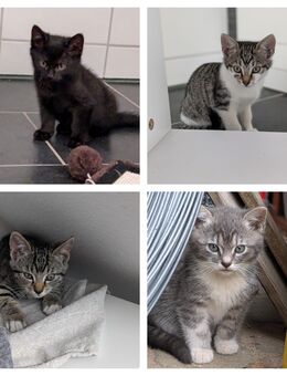 Kitten / Katzenbaby - Scharbeutz