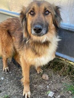 💛 Wunderschöner Zoro ⚡️❤️ - Eislingen (Fils)