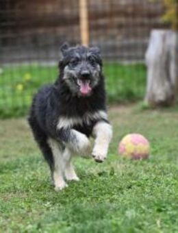 Jeremy - schöner Mischling - Grainau
