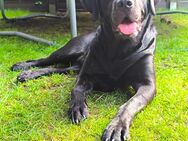 Labrador sucht liebes Zuhause - Bottrop