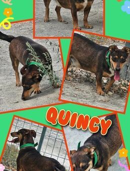 Süßer Quincy wartet schon so lange! - Nürnberg