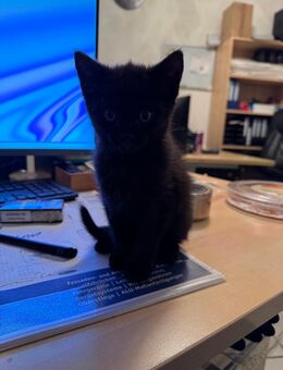 Katzenbaby 14 Wochen alt - Lünen