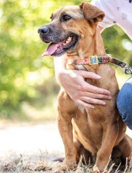 Zsani, liebenswerte Schmusebacke, ca. 5 - Vaterstetten