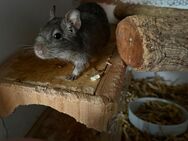 Zwei Degu Weibchen abzugeben - Bottrop