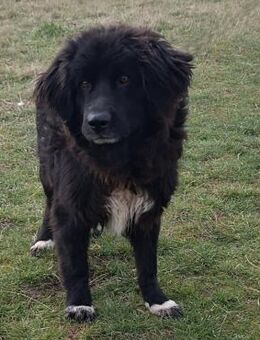 Wuschel - Weilmünster