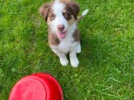 Nur noch dieser süße Australian Shepherd Welpe