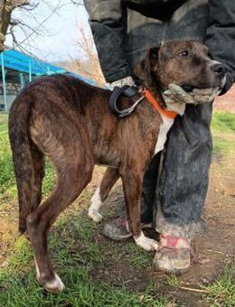 zauberhafter, freundlicher Rüde Max - Kallmünz