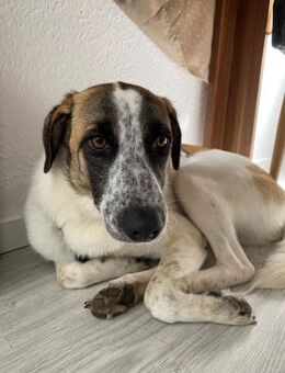 Lima sucht ein Zuhause - Celle