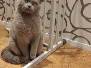 BKH Katze sucht neues Zuhause! - Bockenem