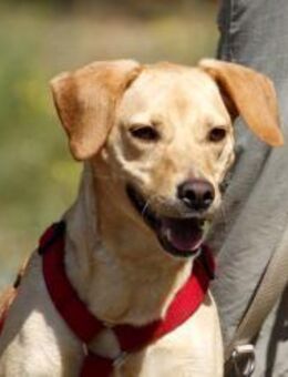 Princess- su. hundeerfahrene Menschen - Neuhausen (Spree)