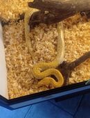Tigerpython Labyrinth in 27308