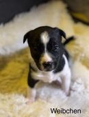 Zuckersüß Welpen in 42579