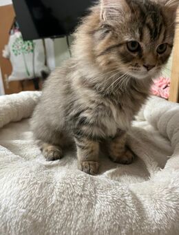 BLH Kater 13 Wochen alt - Leipzig