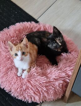 Babykatzen Kitten - Tönisvorst