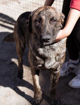 Ludwig 💗 unser lieber Herzensbrecher - Hamburg