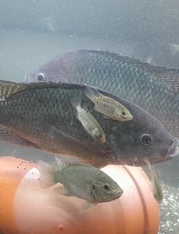 Nil-Tilapia Nil-Tilapia (Oreochromis niloticus) Aquaponikfische - Chemnitz