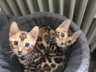 Bengal kitten - Neuss