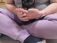 Chihuahua sucht ein neues Zuhause auf Lebenszeit - Sonnewalde