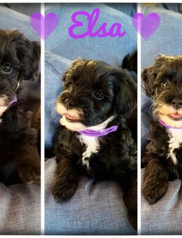 3 megasüsse Pudelmischlinge suchen ein Zuhause ab dem 11.1 dürfen sie ausziehen - Wassenberg Zentrum