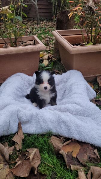 Sheltie / Mini Aussie geimpft entwurmt und gechipt