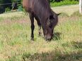 Reitbeteiligung dringend gesucht für deutsches Reitpony in 23562