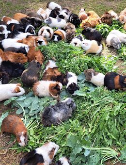 hübsche kleine Meerschweinchen Meerschwein rosette glatthaar kurzhaar Rex Teddy langhaar - Neustadt (Sachsen) Hohwald