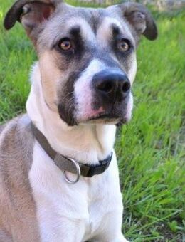 LIZZY - ein Leben ohne Angst...... - Kempen