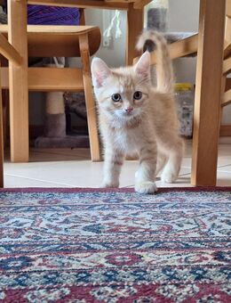 BKH/BKL Kitten suchen neues Zuhause - Essen