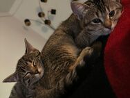 Geschwister Kitten zu Verkaufen - Limburg (Lahn)