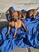Zwergpinscher Welpe in 60306