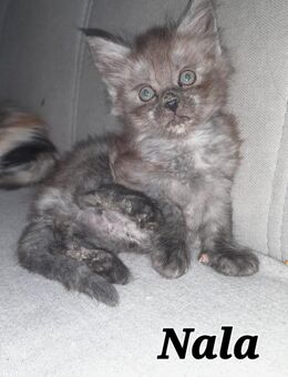 Maine Coon mit Stammbaum 2 Jungs / 3 Mädels - Murrhardt