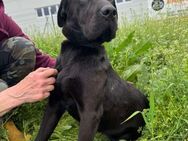 Wunderschöne Shar Pei Mix Hündin, 2 Jahr - Kappeln (Schleswig-Holstein)