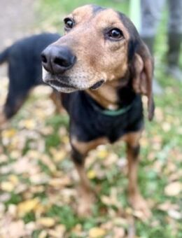 MARCO - sanfter Bracke sucht ein Zuhause - Sehnde