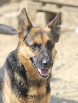 Gero ist sehr menschenfreundlich - Schwarmstedt