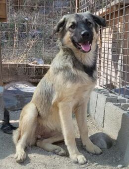 Suki 💗 Süßes + liebes Hundemädchen! - Hamburg