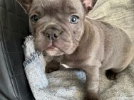 Französische Bulldoggen 5 Welpen