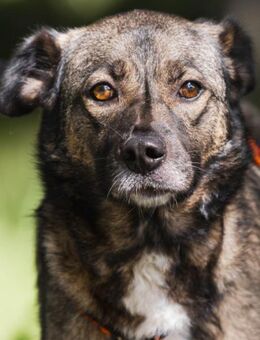 Treue NASTYA sucht treue Menschen - Bad Bevensen