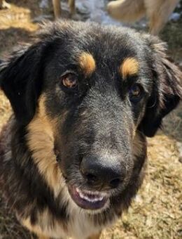 Rubeus Hagrid, geb. ca. 12/2023, GR - Markdorf