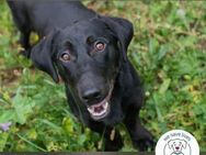 Chip 232142: Hundekind sucht ein Zuhause - Kirchzell