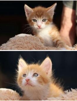 Cheddar & Cheese - Kuschelplatz gesucht - Walluf