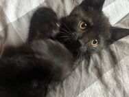 Babykatzen 12 Wochen alt - Hamburg Wandsbek
