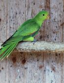 Junge Rotflugelsittiche., in 41812