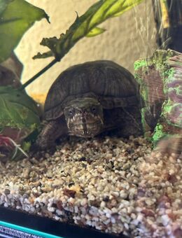 Schildkröte mit Aquarium - Westerstede