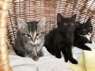 Main Coon Mix Kitten,Babykatzen - Trimport